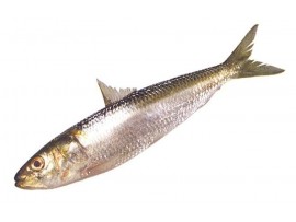 MATHI(OIL SARDINE) (AFTER CLEANING QTY WILL BE LESS THAN ORDERED WT)